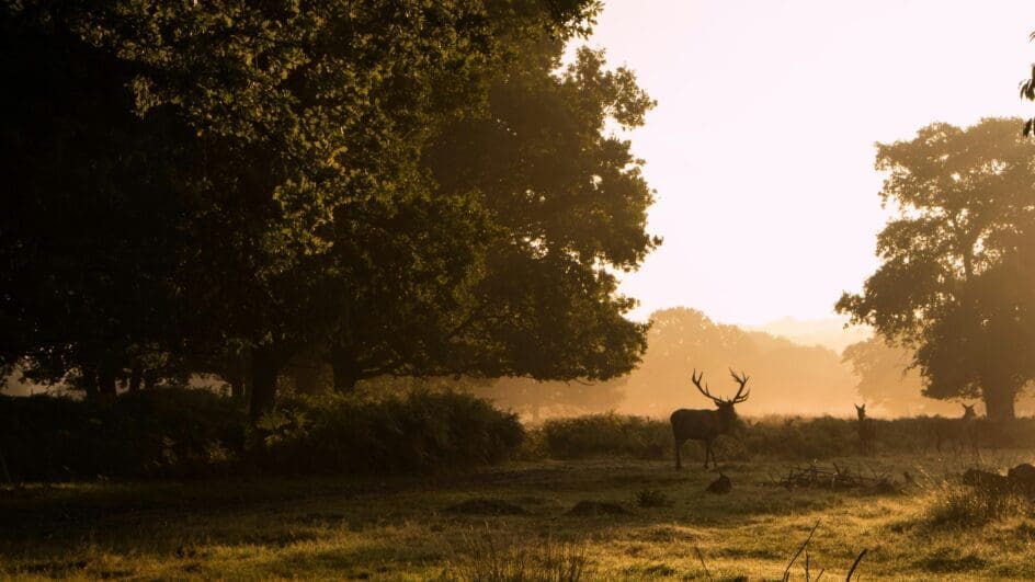 Stag in Richmond Park