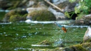 Jay flying over the river
