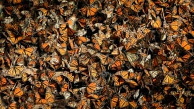 Monarch butterflies