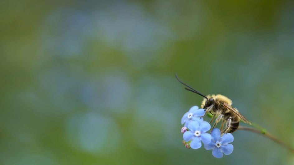 bee on brunnera flower