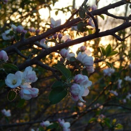Crab apple tree with white and pink flowers
