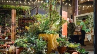 Beth Chatto's new urban plant collection shown at the RHS Urban Show