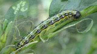 Box tree caterpillar on box plant