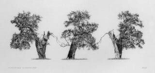 Richard Geraint Evans Tree Drawing for his GPS Trees project