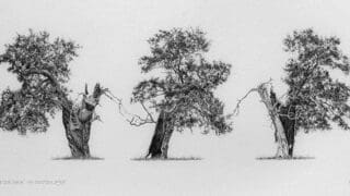 Richard Geraint Evans Tree Drawing for his GPS Trees project
