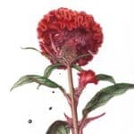 Celosia argentea var. cristata (Cristata Group) 'Kurume Kouki' (Kurume Series). Yuko Saito. RHS Botanical Art and Photography Show 2024