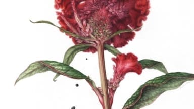 Celosia argentea var. cristata (Cristata Group) 'Kurume Kouki' (Kurume Series). Yuko Saito. RHS Botanical Art and Photography Show 2024