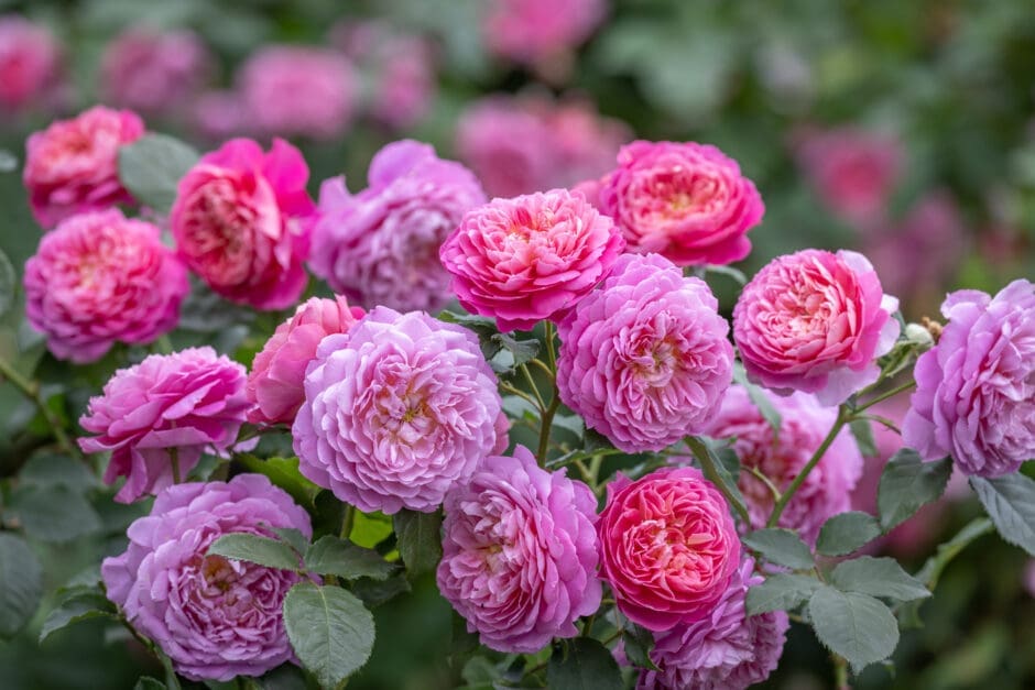 The Emma Bridgewater English shrub rose will make a lasting impact in any garden. Its medium-sized blooms look like an impressionist painting even in real life, offering a kaleidoscope of colours, at first pink with a yellow button eye, then brighter coral-pink tones softening to mauve and lilac.