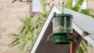 Finches Friends bird feeders