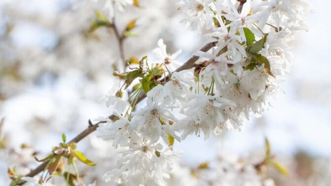 Prunus Starlight winner 2024 RHS Chelsea Plant of the Year competition