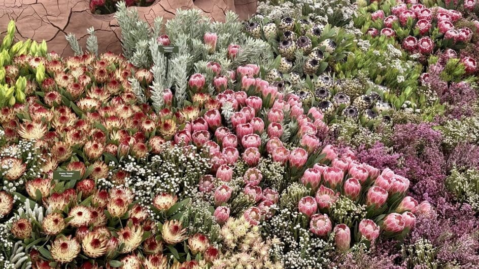 The Cape Flora Exhibit at the RHS Chelsea Flower Show wfeaturing protea flowers, designed by Leon Kluge