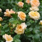 Rosa ‘National Trust Beauty’