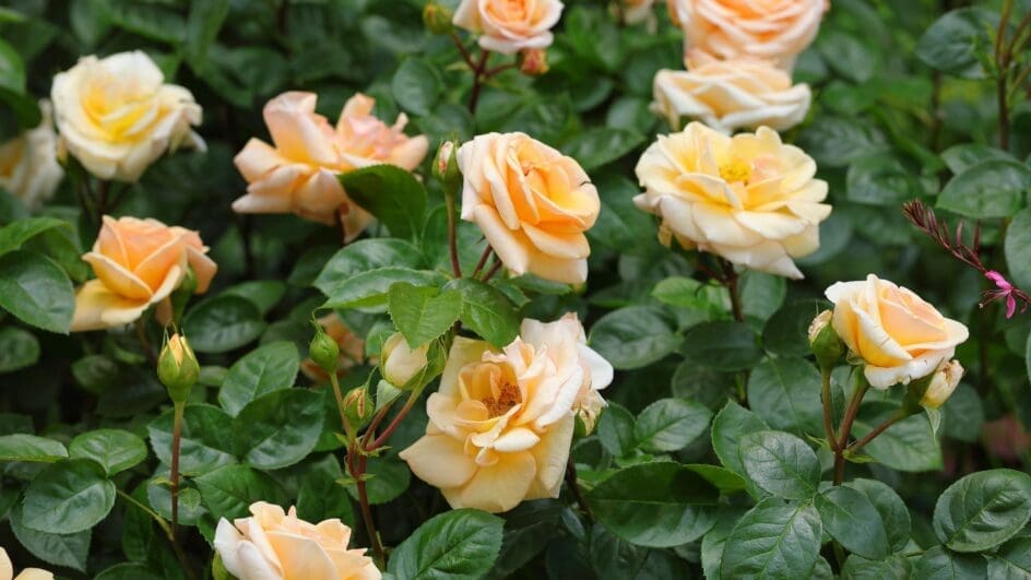 Rosa ‘National Trust Beauty’