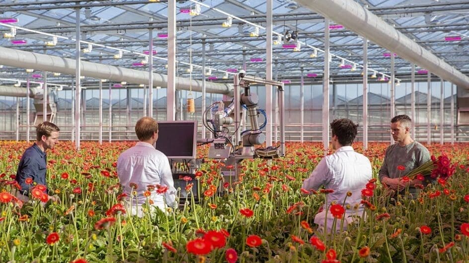 Robotics in a greenhouse with gerberas