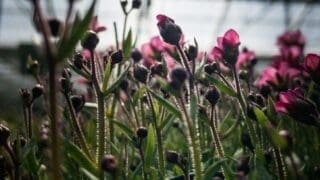 Pink flowering plants growing in a greenhouse