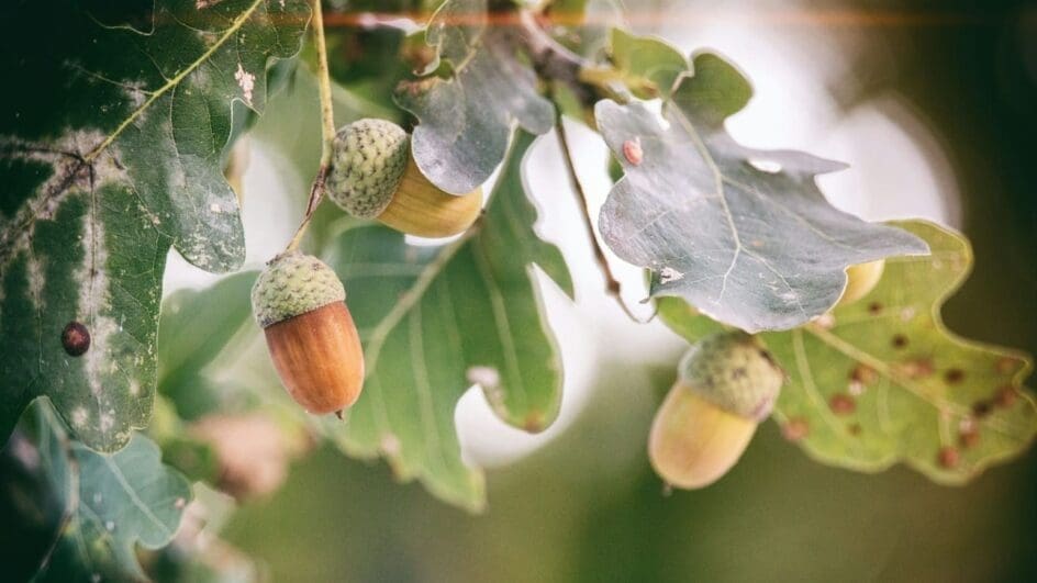Oak tree acorns