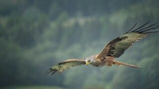Red kite flying