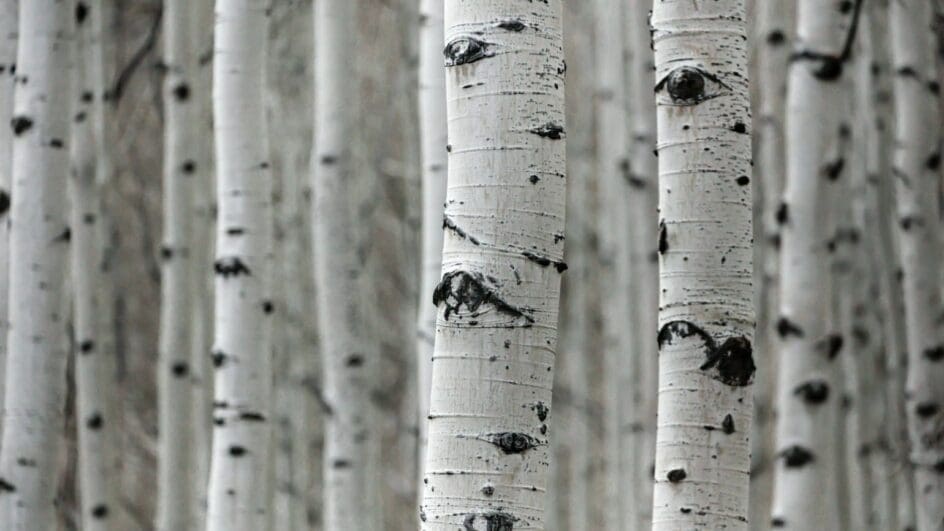 Group of white birch trees that are standing in the snow