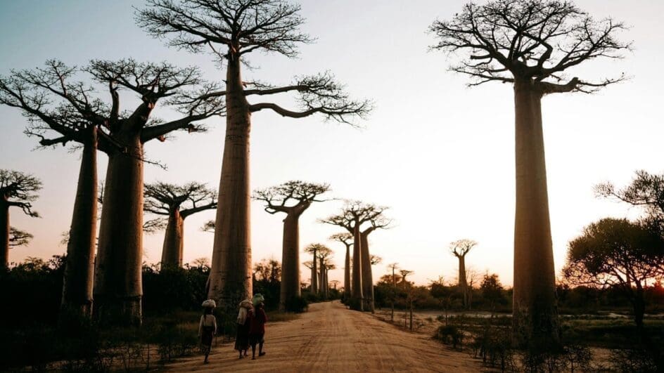 a group of people walking along avenue of the Baobabs in the background