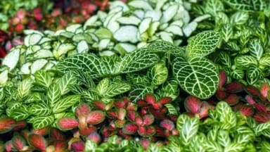 a close up of of various different coloured plants