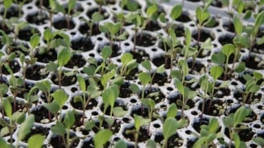 Seedling plants in trays