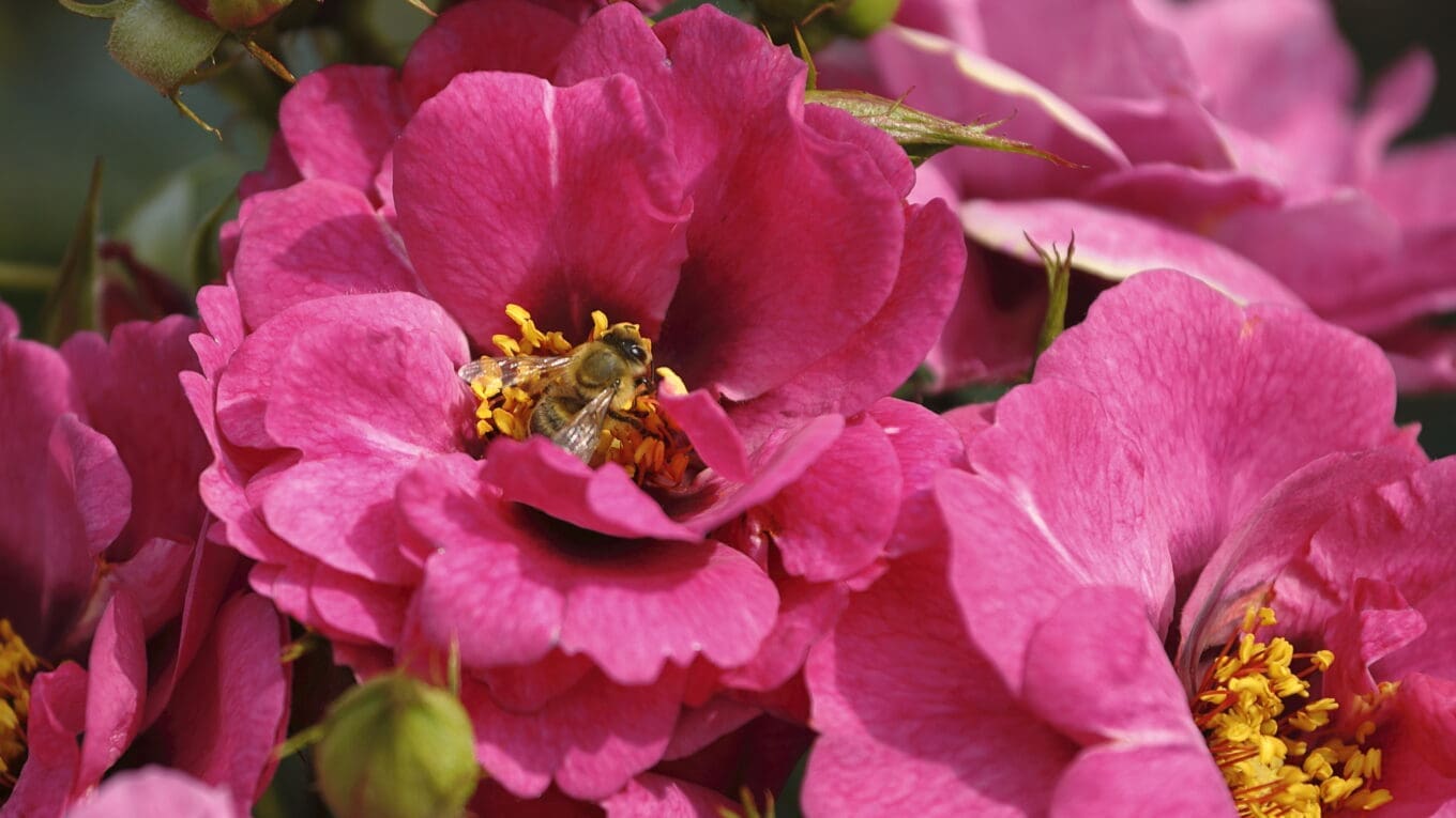 Believed Roses Blue Diamond To Launch New 'Believe In Yourself' Rose At RHS Hampton ...
