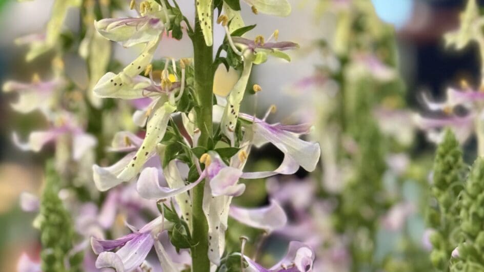 Digitalis Purpurea Apple Blossom by Bransford Webb