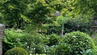 Garden scene, filled with acers, topiary and perennial plants.