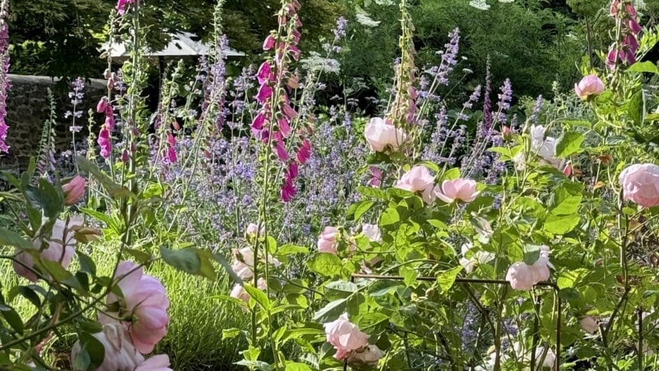 Garden with roses, foxgloves and catmint