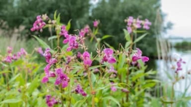 Himalayan Balsam