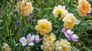 Rose collection Jo Thompson and David Austin