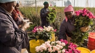 Tambuzi Flower Farm