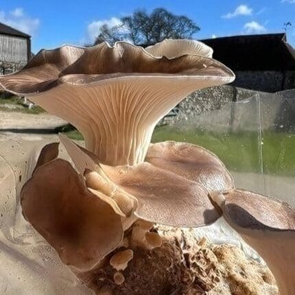 Tarragon Oyster Mushroom