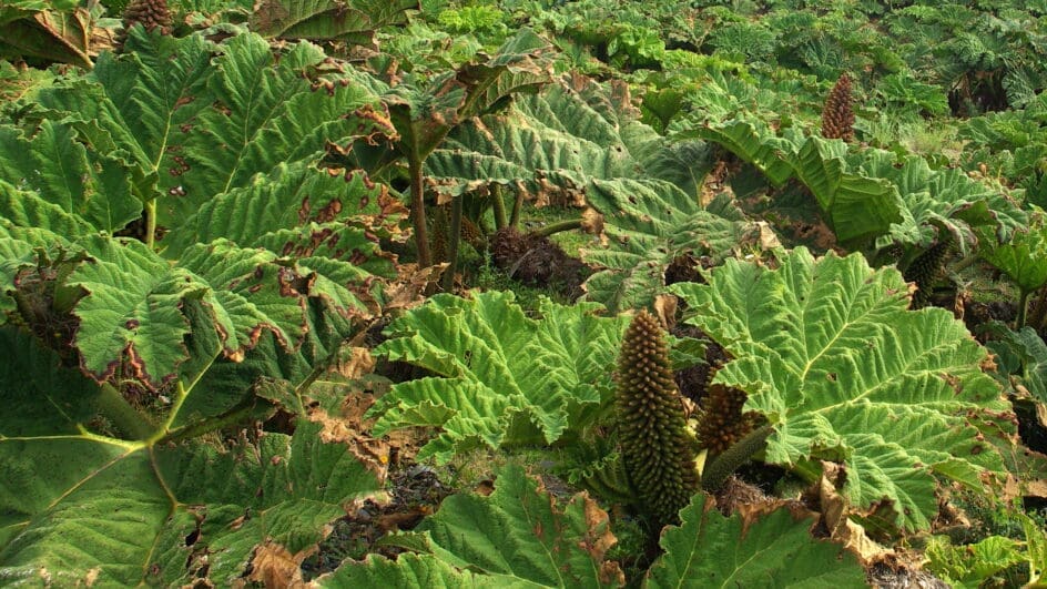 Gunnera Tinctoria flowering Stevage