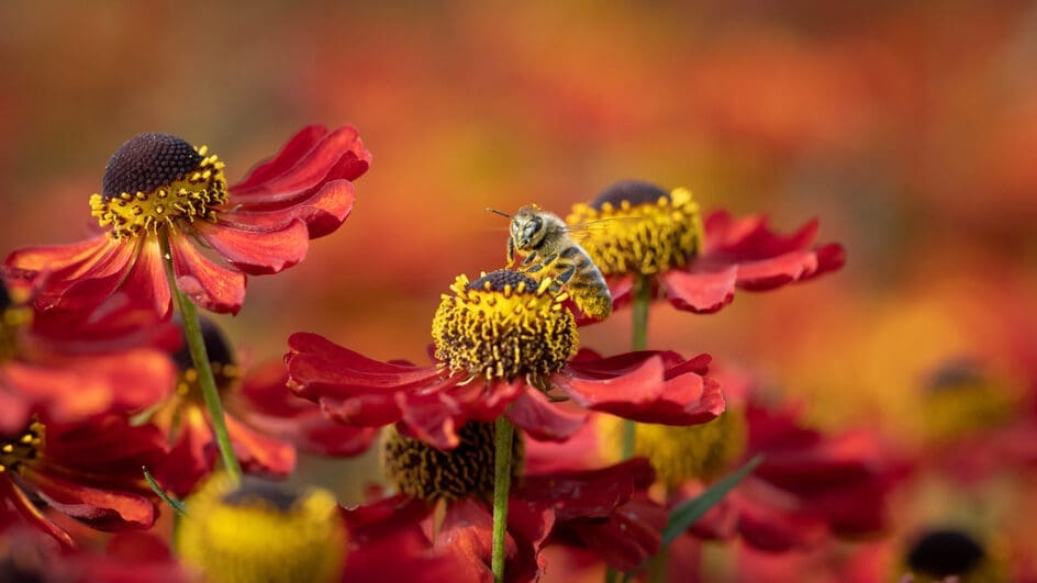 Helenium flowers with bees