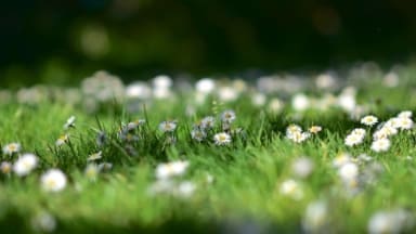 Little daisies and grass