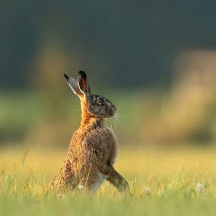 Hare in field