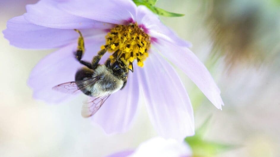 bee on cosmos flower