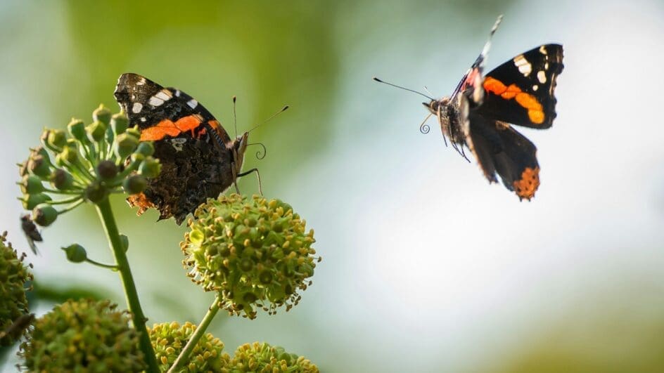 Red Admiral butterflies