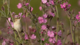 Sedge Warbler warbling amidst the red campion