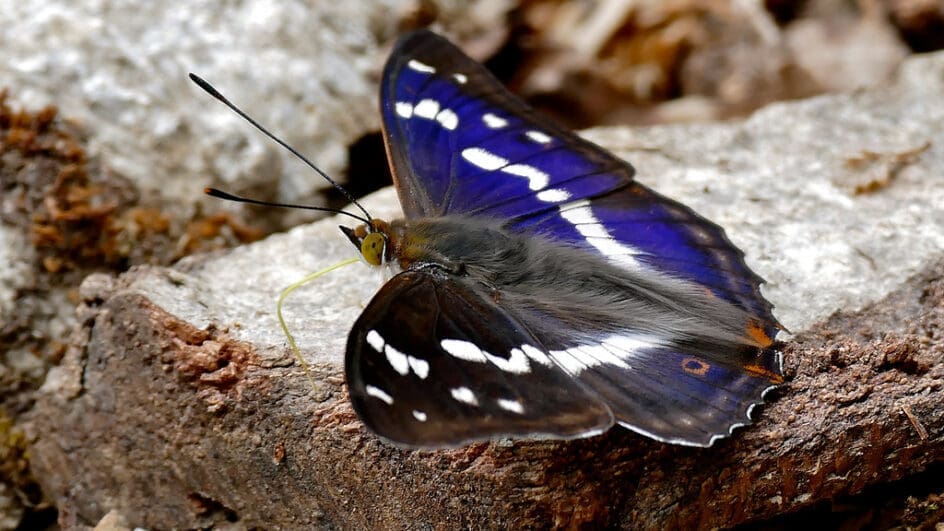 Purple Emperor (Apatura iris) male