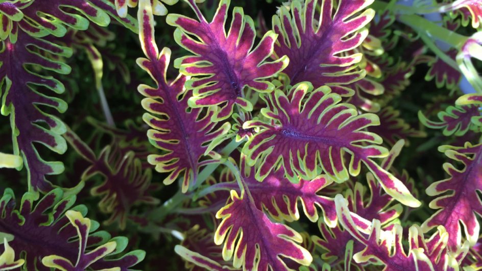 Coleus skeletal