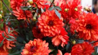 Olympic dahlia for Paris 2024 called ‘Parc Floral de Paris’