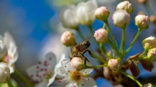 a bee sitting on tree blossom