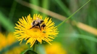 bee on dandelion flower