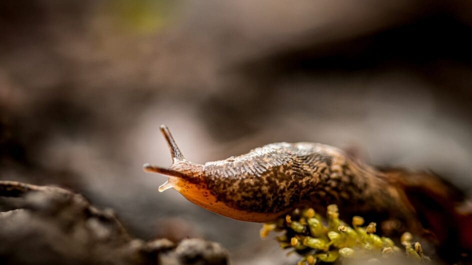 a small snail crawling on a rock