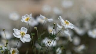 Japanese anemones