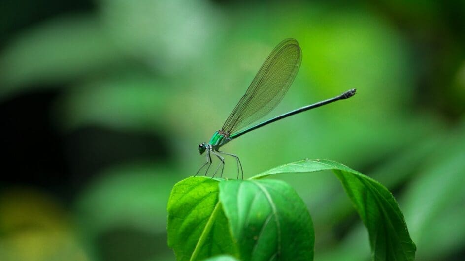 green and black dragonfly on green leaves