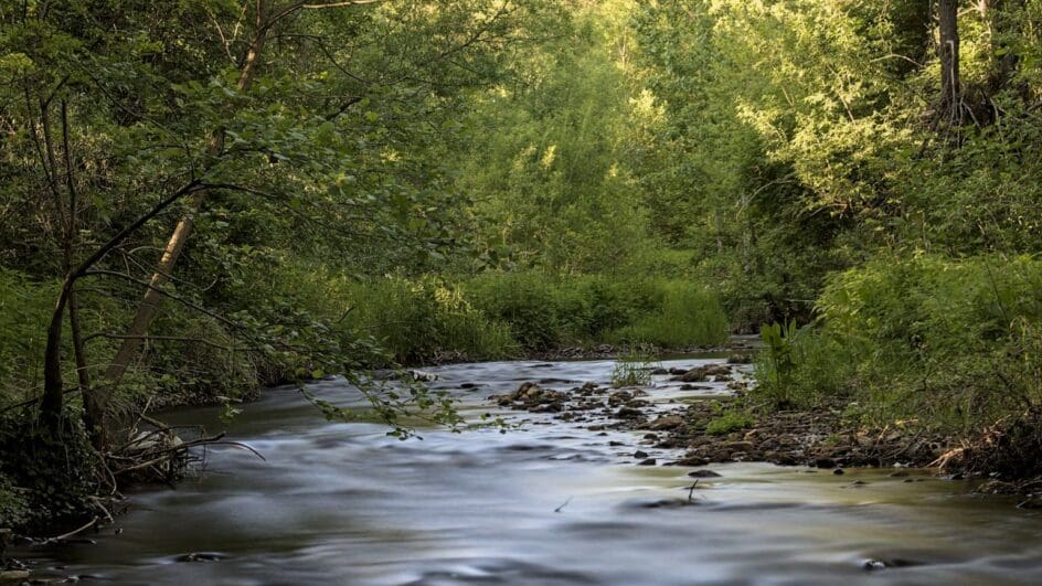 River running through forest