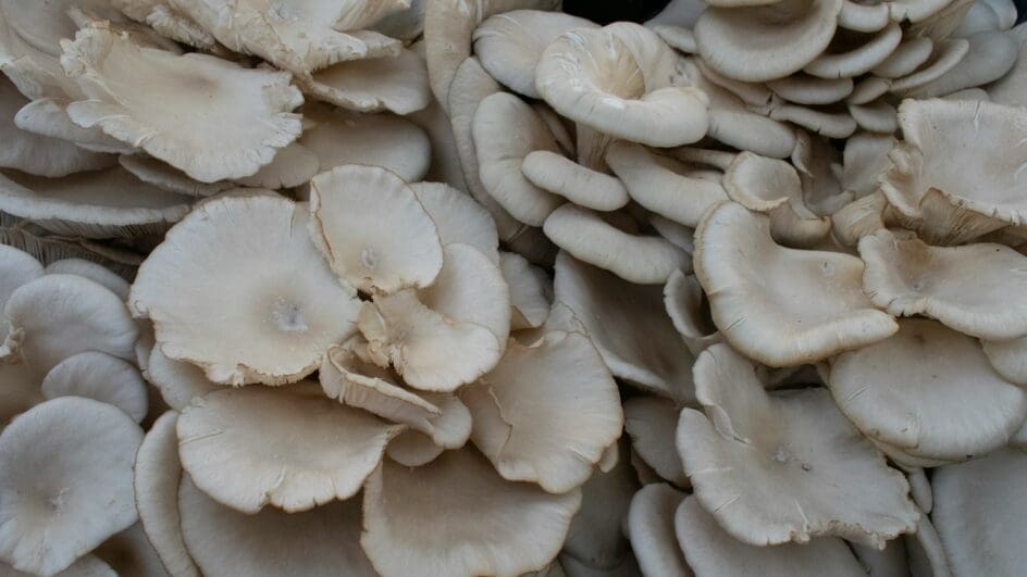 Oyster mushroom